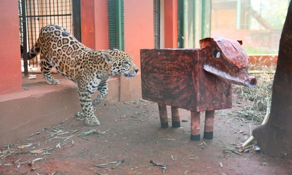 Jaguaretés se distraen con juguetes hechos de materiales reciclados