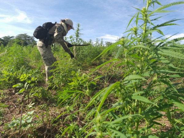 Plantean utilizar marihuana incautada para aceite de cannabis