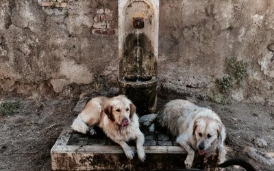 Alerta en Europa por ola de calor - Internacionales - ABC Color