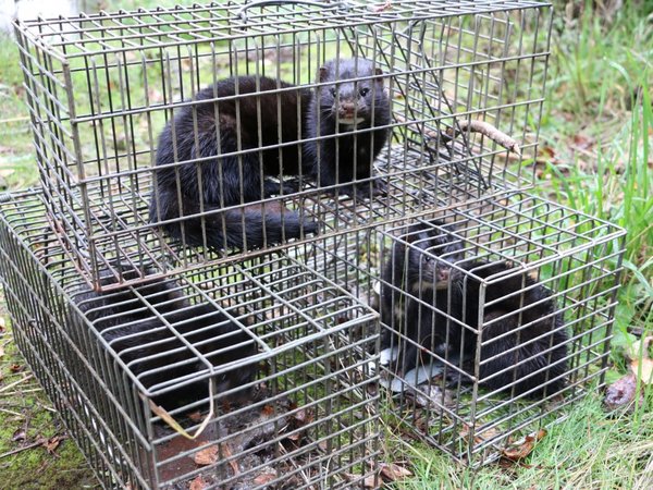 Chile: En busca y captura del visón, un animal invasor "muy dañino"