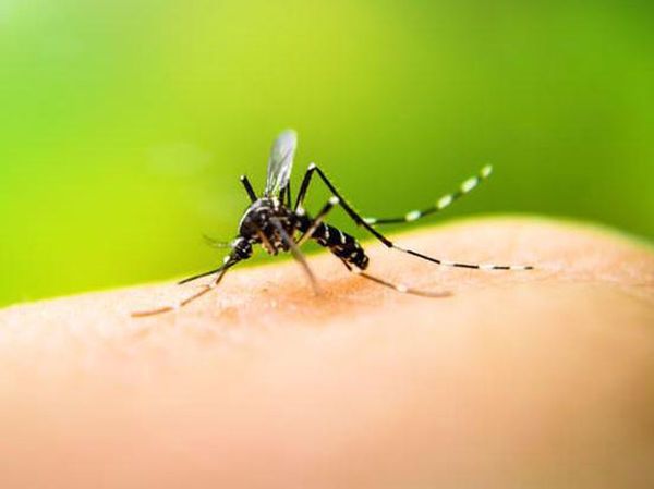 Dengue: notificación de casos continúa en franco descenso