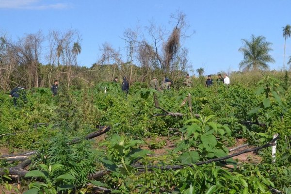 Plantean utilizar marihuana incautada por la Senad para aceite de cannabis