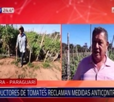 Productores de tomate de Paraguarexigen medidas anticontrabando - Paraguay.com