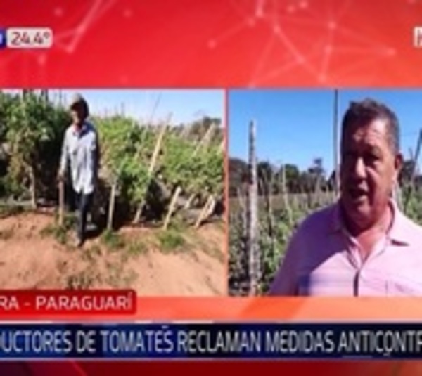 Productores de tomate de Paraguarexigen medidas anticontrabando - Paraguay.com