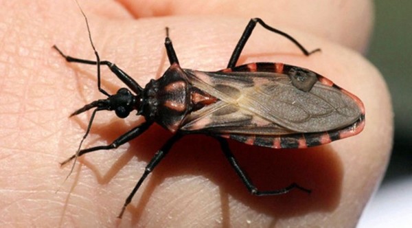 Chaco Paraguayo constantemente monitoreado ante enfermedad de Chagas