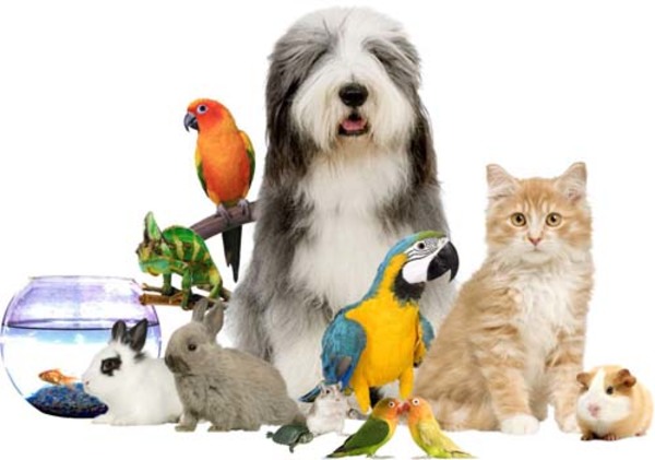 Portal paraguayo para mascotas ofrece más de 1000 productos