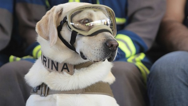 Se jubiló Frida, la famosa perrita que rescató a más de 50 personas » Ñanduti