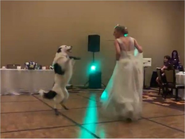 Video de una novia bailando en su boda con su perro se hace viral