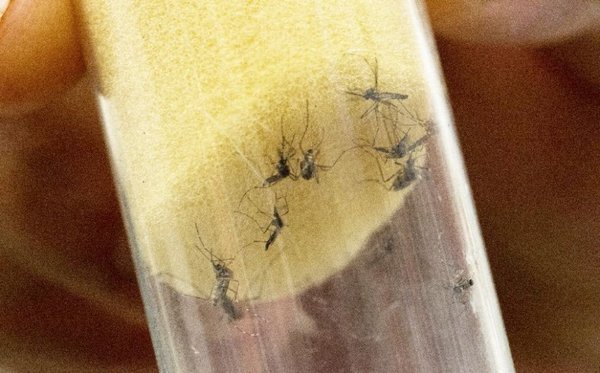Reportan disminución de 18% de casos de dengue - Edicion Impresa - ABC Color