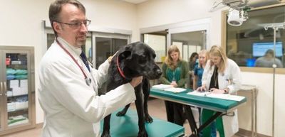 Perros participan en investigación sobre cáncer - Mascotas - ABC Color