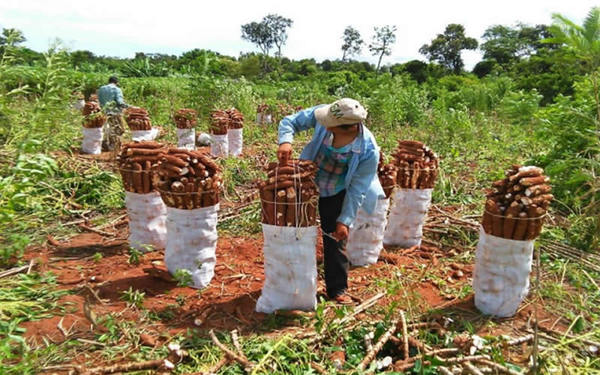 Mandioqueros también entran en crisis: cae cotización de los derivados y fábricas tambalean - ADN Paraguayo