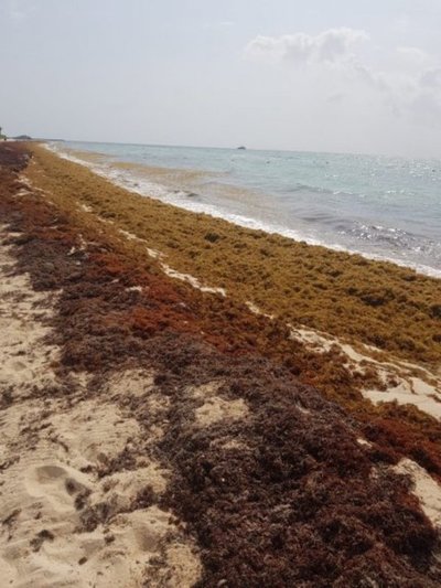 Mancha de sargazo de 550 km de diámetro se acerca a costa de México - Internacionales - ABC Color