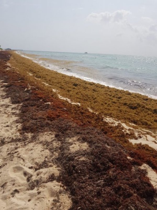 Mancha de sargazo de 550 km de diámetro se acerca a costa de México - Internacionales - ABC Color