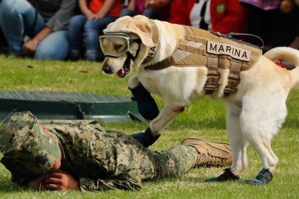 Frida se retira de su carrera de rescatista | Noticias Paraguay