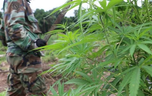 HOY / Marihuana incautada podría utilizarse para producción de aceite de cannabis