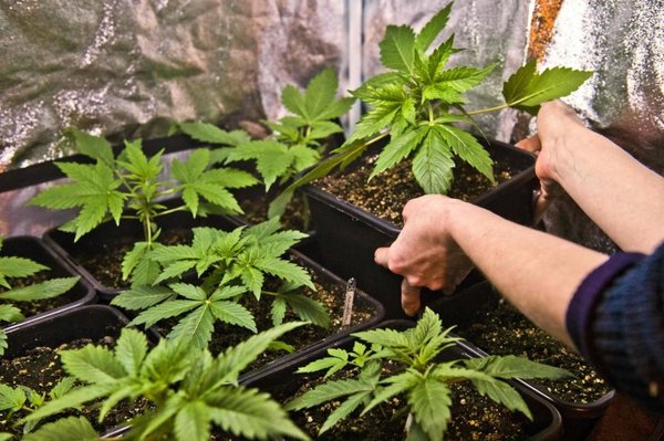 Israel sufre escasez de marihuana - Internacionales - ABC Color