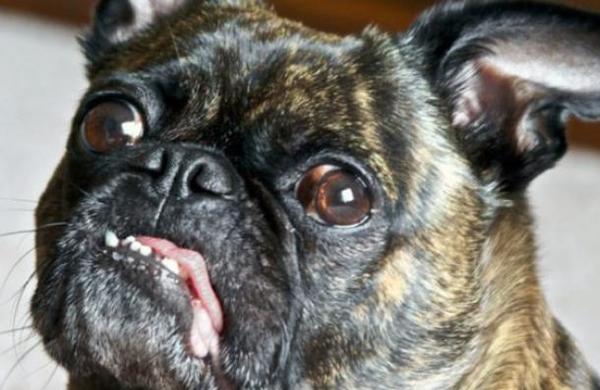 Concurso eligió al 'perro más feo del mundo' - C9N
