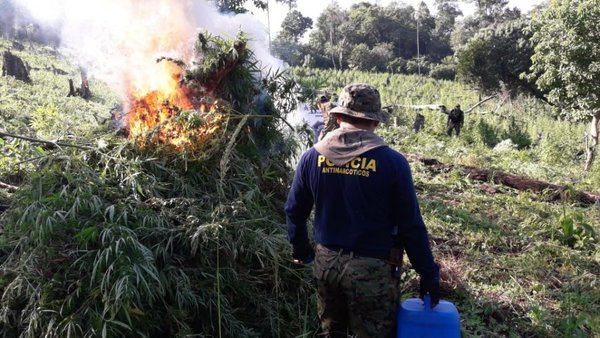 Destruyen cultivos de marihuana en Amambay - Nacionales - ABC Color