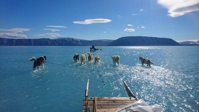 Animales lejos de su hábitat natural, efecto que revela el calentamiento global - Periodismo Joven - ABC Color