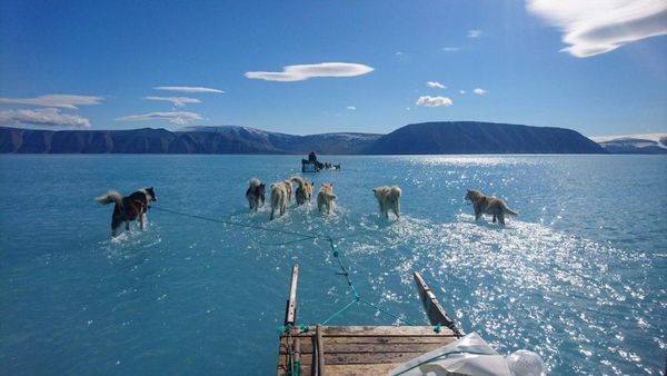Animales lejos de su hábitat natural, efecto que revela el calentamiento global - Periodismo Joven - ABC Color