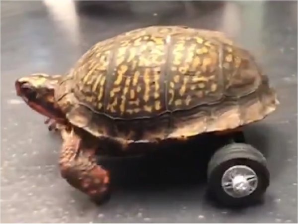 Tortuga que perdió sus patas vuelve a moverse con ruedas de juguete