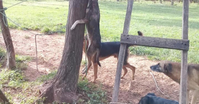 Mató y colgó a perro ¡por un yvyramata!
