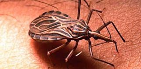 Monitorean el Chaco ante presencia del mal de Chagas - Radio 1000 AM