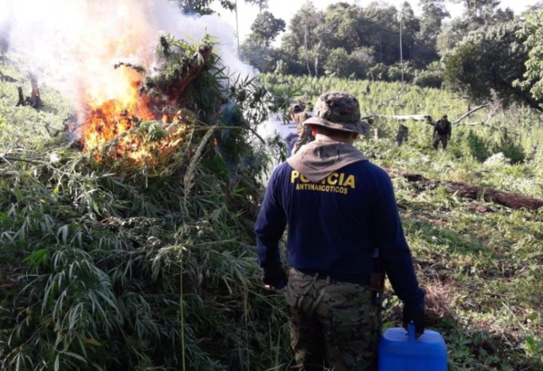 Eliminan cultivos de marihuana en Amambay - Radio 1000 AM