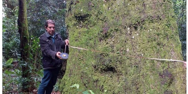 CNEL. BOGADO: UN EJEMPLAR DE YVYRA PYTA QUIERE SER EL COLOSO DE LA TIERRA