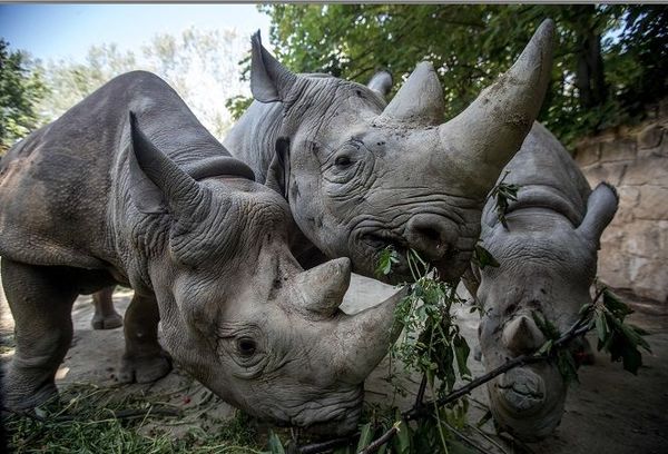 Rinocerontes europeos para repoblar África - Ciencia - ABC Color