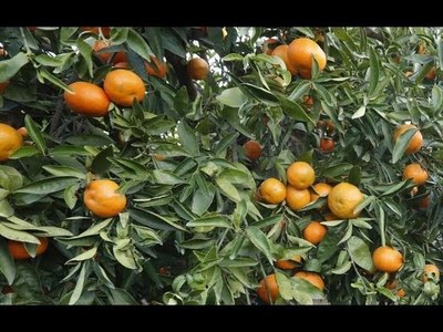 FOMENTAN LA PRODUCCIÓN CÍTRICA EN ITAPÚA