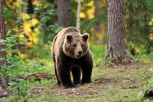 Un hombre pasó 1 mes secuestrado por un oso que lo almacenaba como alimento