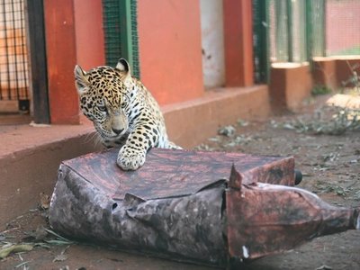 Entretienen a yaguaretés con juguetes de materiales reciclados