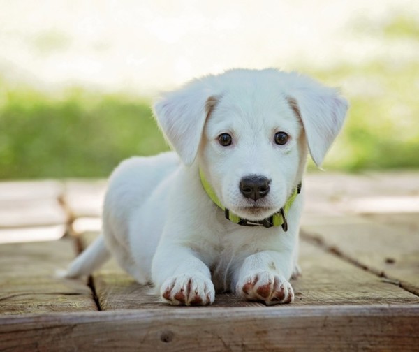 6 consejos para evitar que tus mascotas padezcan enfermedades respiratorias en invierno