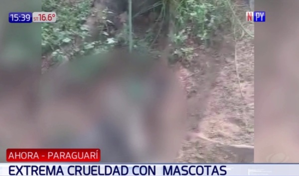 Mató a un perro y lo colgó de un árbol | Noticias Paraguay