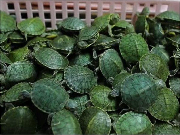 Malasia decomisa 5.200 crías de tortuga traficadas desde China