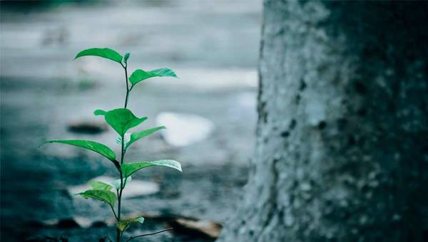 Elegí Verde: este año la meta es alcanzar 170.000 árboles plantados