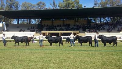 460 ejemplares Brangus participaran en la pista de Mariano Roque Alonso