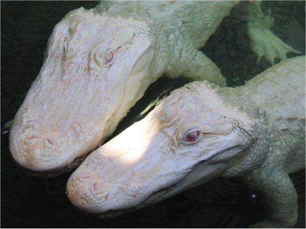 La rara pareja de caimanes que espera descendencia