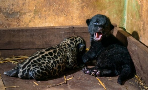Nuevos Onzas bebés en refugio de Itaipu