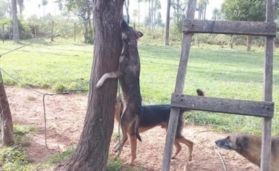 Mató al perro porque comió su gallina