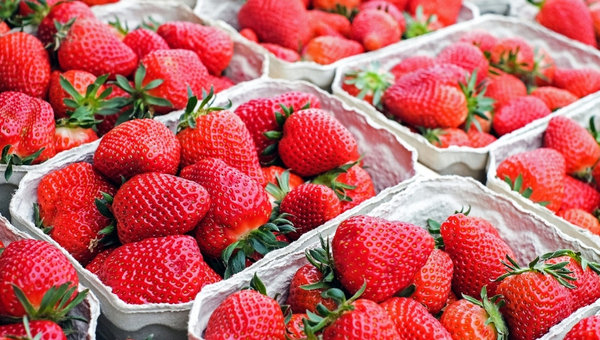 Frutilla: con 300 hectáreas cultivadas existe potencial de industrialización