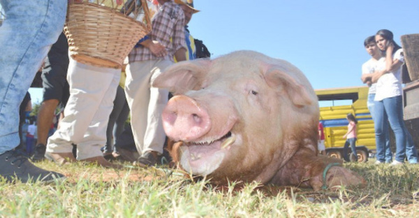 Premiarán al chancho más feo en el Kure Ára
