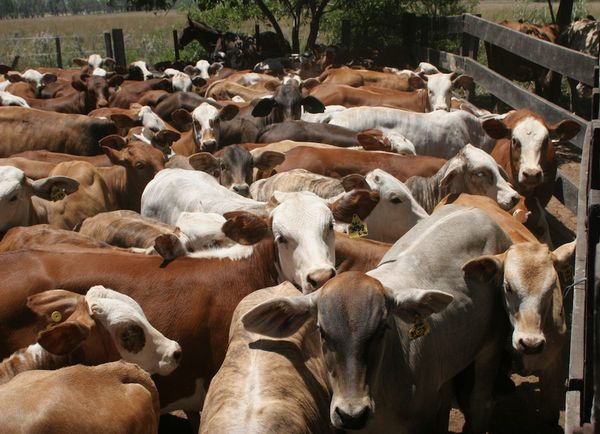 Precios bajos ponen al límite el margen de rentabilidad ganadera