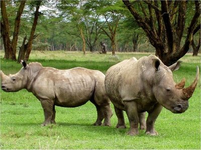 Científicos alemanes estudian doble vía para salvar a rinoceronte blanco