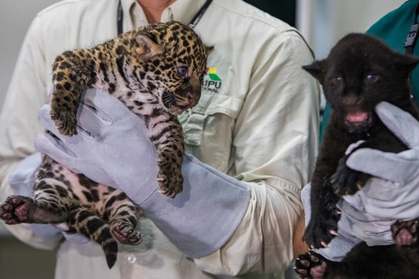 Dos cachorros de jaguares nacen en refugio biológico de Itaipú » Ñanduti