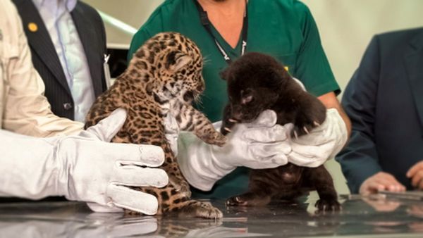 Nacen dos cachorros de jaguares en refugio biológico de Itaipu