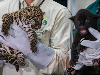 Nacen jaguares en refugio biológico de Itaipú