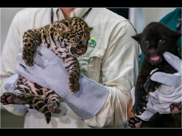 Nacen jaguares en refugio biológico de Itaipú