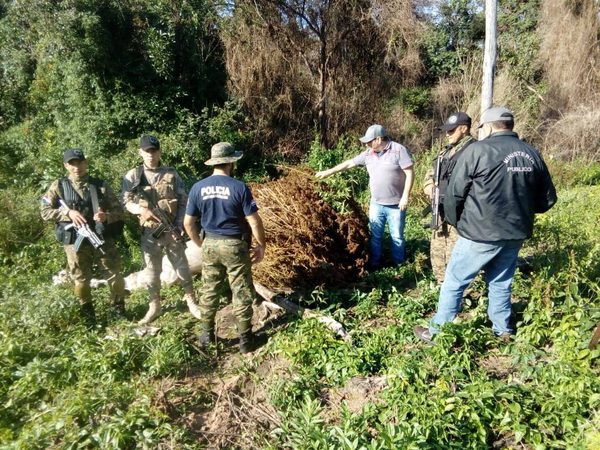 DESTRUYEN PLANTACIONES DE MARIHUANA EN INMEDIACIONES DEL CERRO SAN RAFAEL
